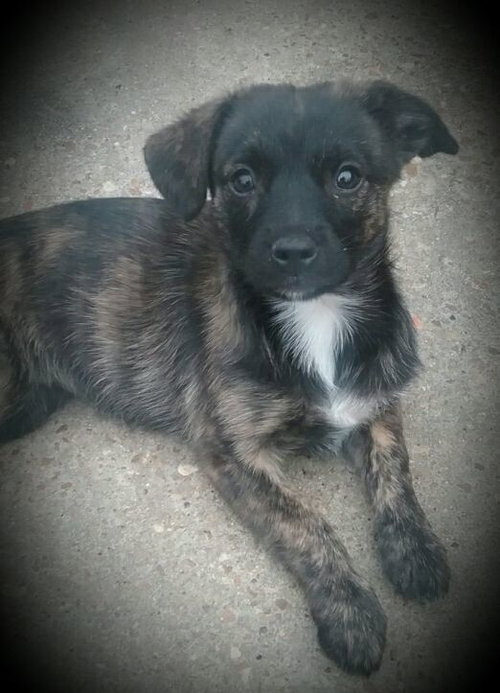 Clove