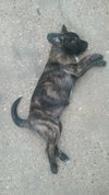 Clove
