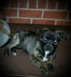 Clove