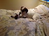 Cooper