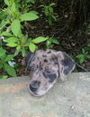 Smudge