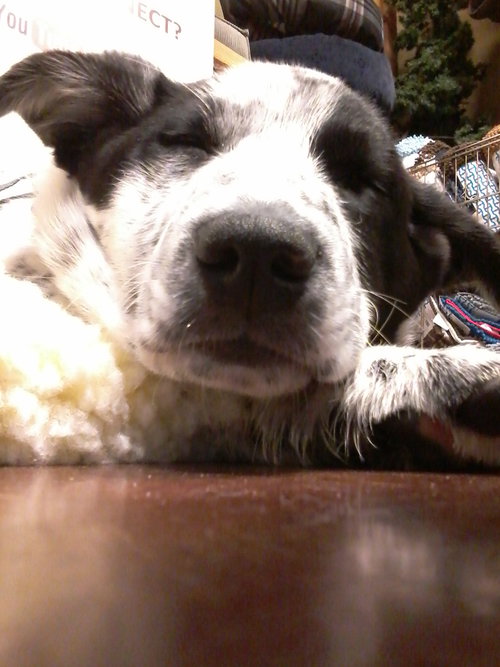 Brutus
