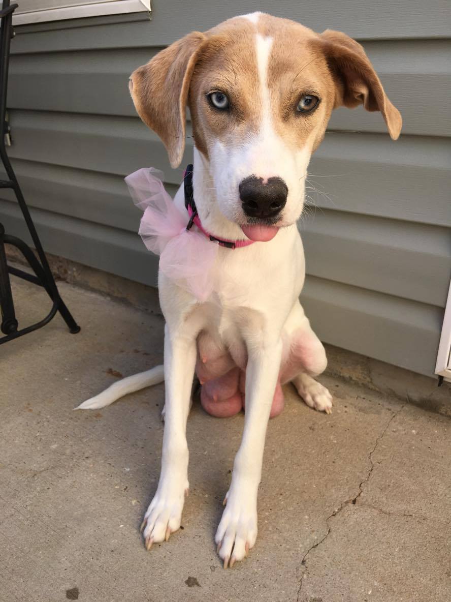 Catahoula walker sale hound mix