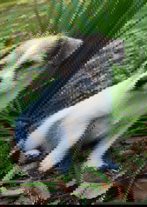 Asa