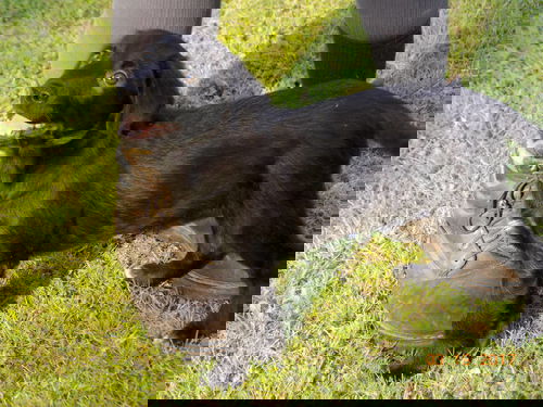 Herman