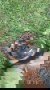 Gator