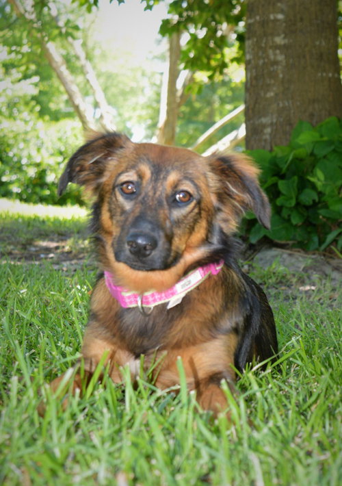 Suri