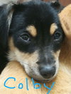 Colby