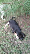 Colby