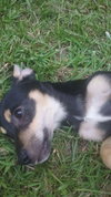 Colby
