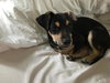 Colby