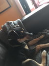 Colby