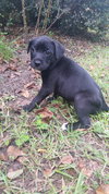Boom Chocolatta