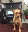 Pierre