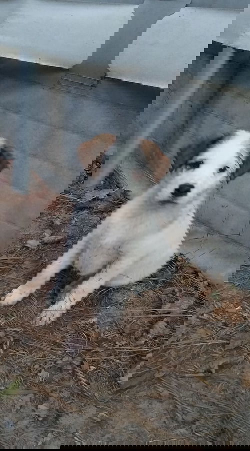 Frosty