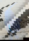 Duncan