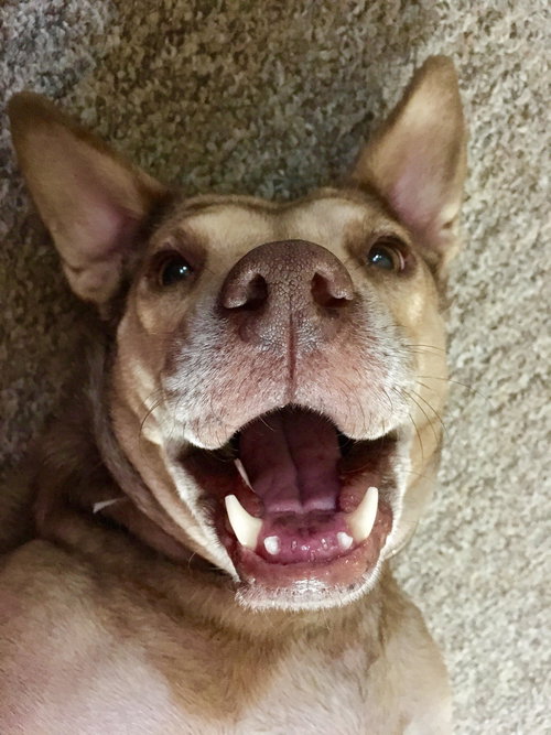 Bella