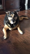 Pita