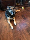 Pita