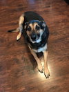 Pita