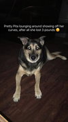 Pita