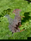 Alder