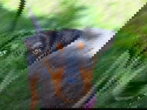 Alder