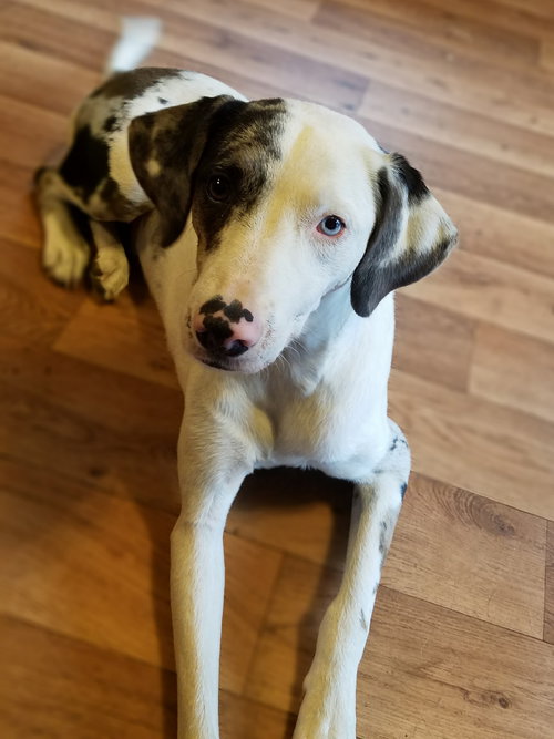Bree