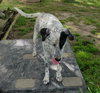 Petey