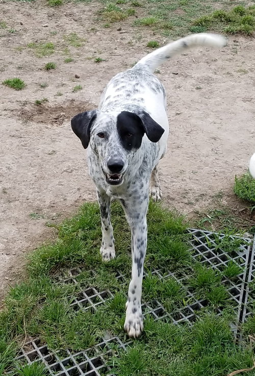 Petey