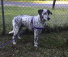 Petey