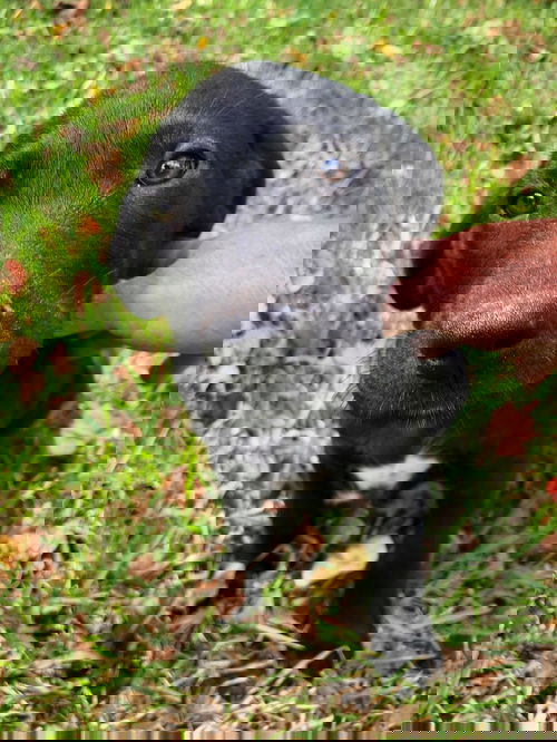 Joshua