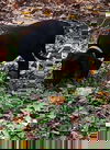 Acadia