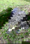 Meena