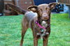Daisy