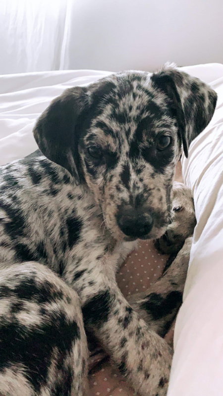 Percy