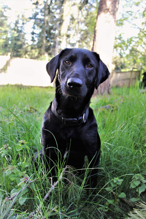 Pippa
