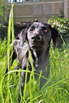 Pippa