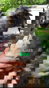 Gus