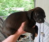 Remi