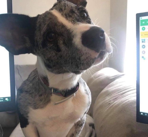 Boo