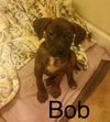 Bob