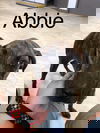 Abbie
