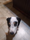 Marshall