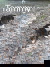 Tammy