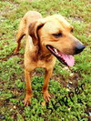 Skipper