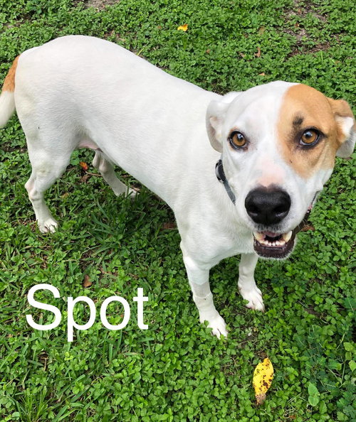 Spot