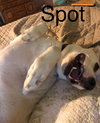 Spot