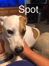 Spot