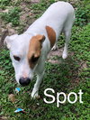 Spot